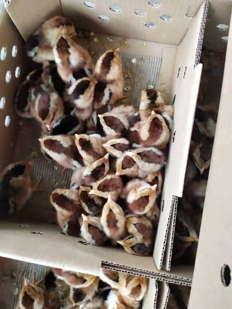 鸡苗清远麻鸡苗包疫苗包诚信经营品种质量