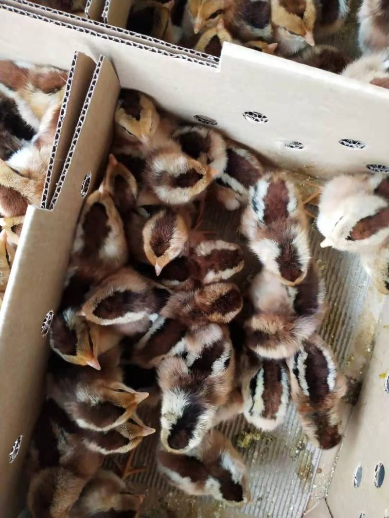 鸡苗清远麻鸡苗包疫苗包诚信经营品种质量