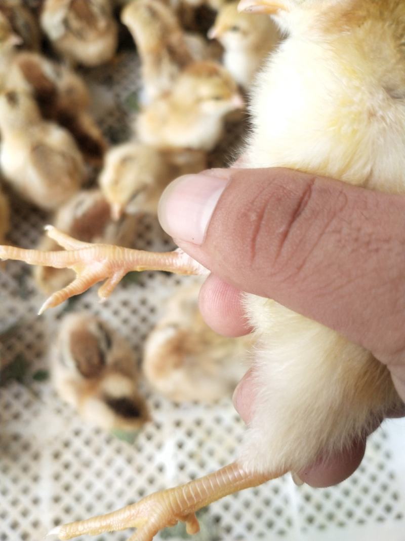 鸡苗清远麻鸡苗包疫苗包诚信经营品种质量