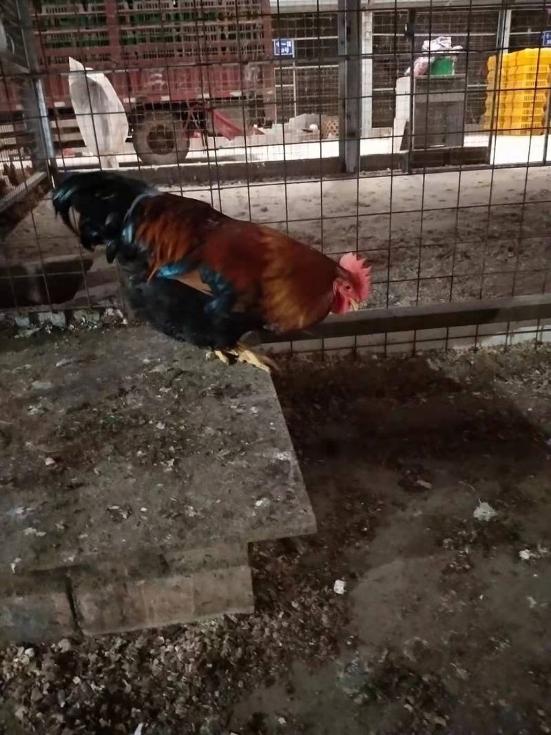 鸡苗清远麻鸡苗包疫苗包诚信经营品种质量