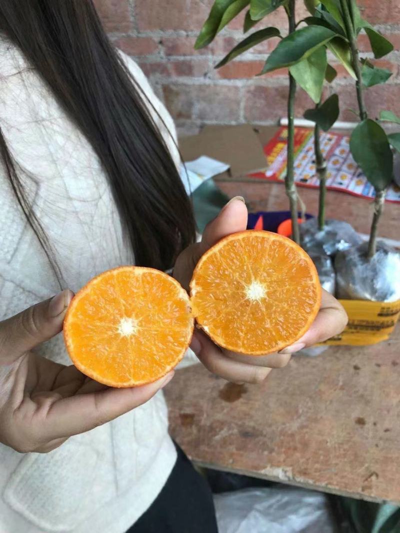 柑橘新品种沃柑树苗091无核沃柑苗南北方种植可盆栽地栽