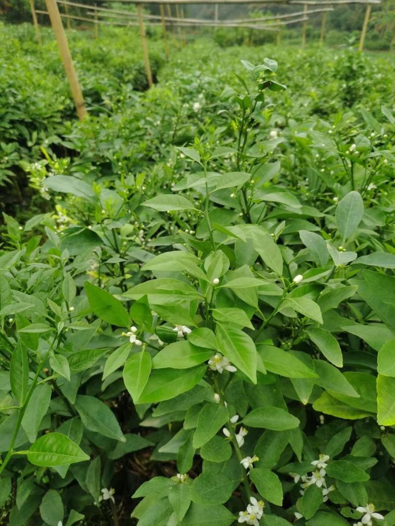 柑橘新品种沃柑树苗091无核沃柑苗南北方种植可盆栽地栽