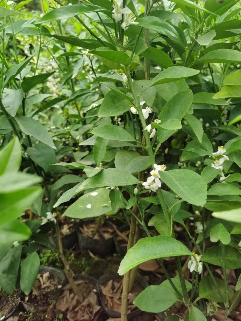 柑橘新品种沃柑树苗091无核沃柑苗南北方种植可盆栽地栽