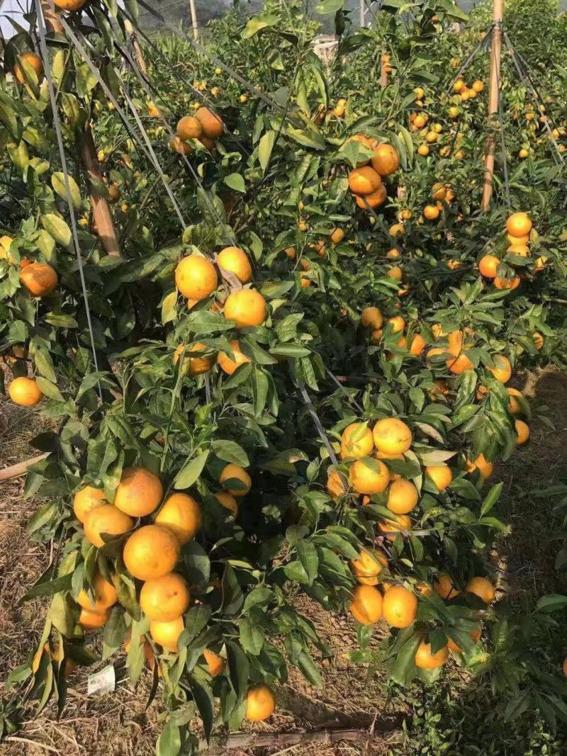 柑橘新品种沃柑树苗091无核沃柑苗南北方种植可盆栽地栽