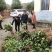 柑橘新品种沃柑树苗091无核沃柑苗南北方种植可盆栽地栽