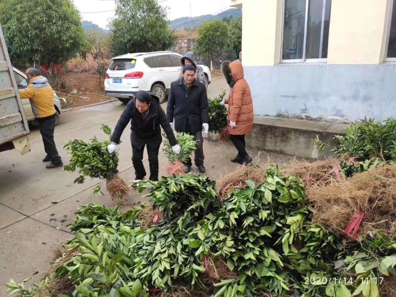 柑橘新品种沃柑树苗091无核沃柑苗南北方种植可盆栽地栽
