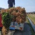 柑橘新品种沃柑树苗091无核沃柑苗南北方种植可盆栽地栽