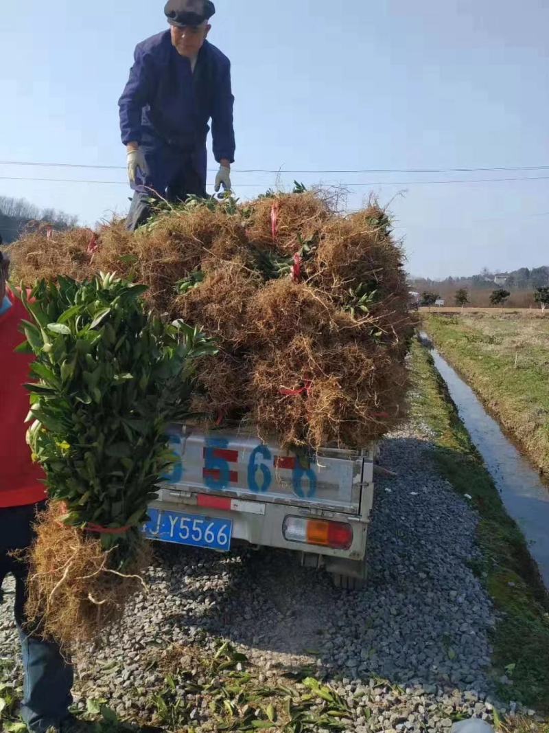 柑橘新品种沃柑树苗091无核沃柑苗南北方种植可盆栽地栽
