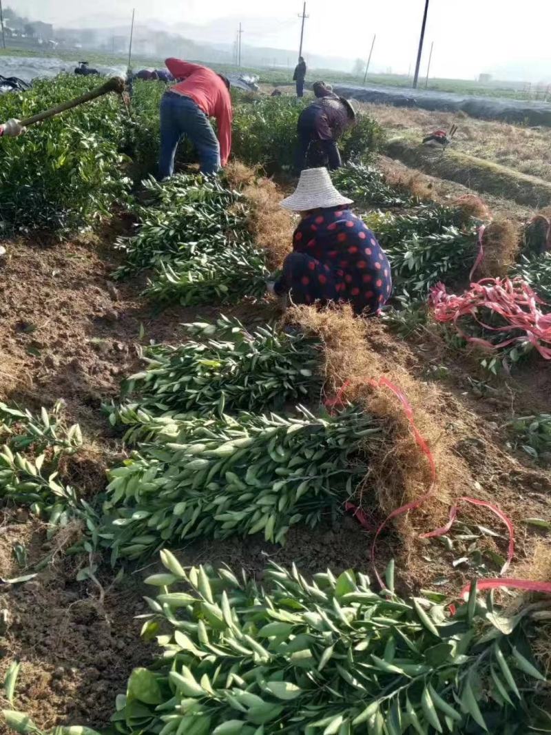 柑橘新品种沃柑树苗091无核沃柑苗南北方种植可盆栽地栽