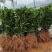 柑橘新品种沃柑树苗091无核沃柑苗南北方种植可盆栽地栽
