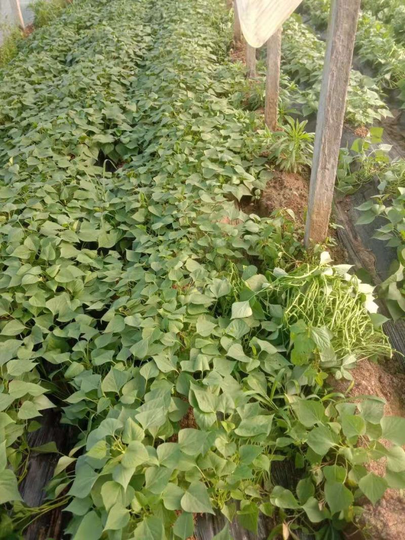 脱毒红薯原种扩繁大田蔓头苗