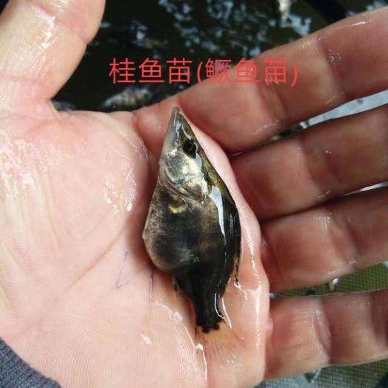 本地桂花鱼苗，4一10公分(各种规格桂鱼苗)含各种鱼苗水