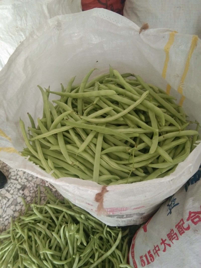 四季豆，大量上市，价格便宜，需要的老板请联系