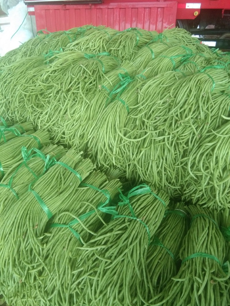 四季豆，大量上市，价格便宜，需要的老板请联系