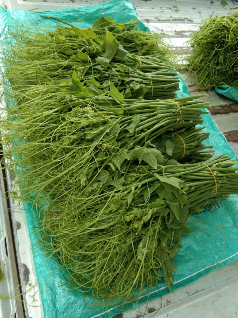 四季豆，大量上市，价格便宜，需要的老板请联系