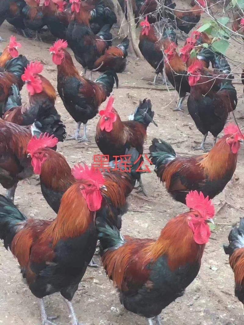 鸡苗出壳苗红瑶黑瑶鸡苗诚信经营质量保证