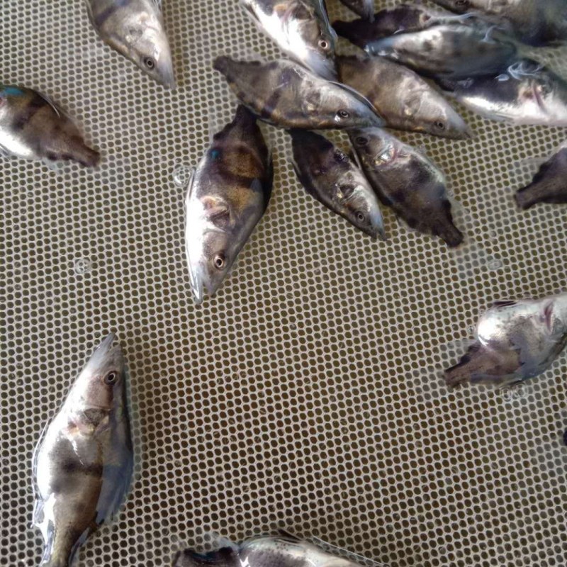 桂鱼苗。桂花鱼苗，鳜鱼苗)洪湖本地养殖苗，适应性强！