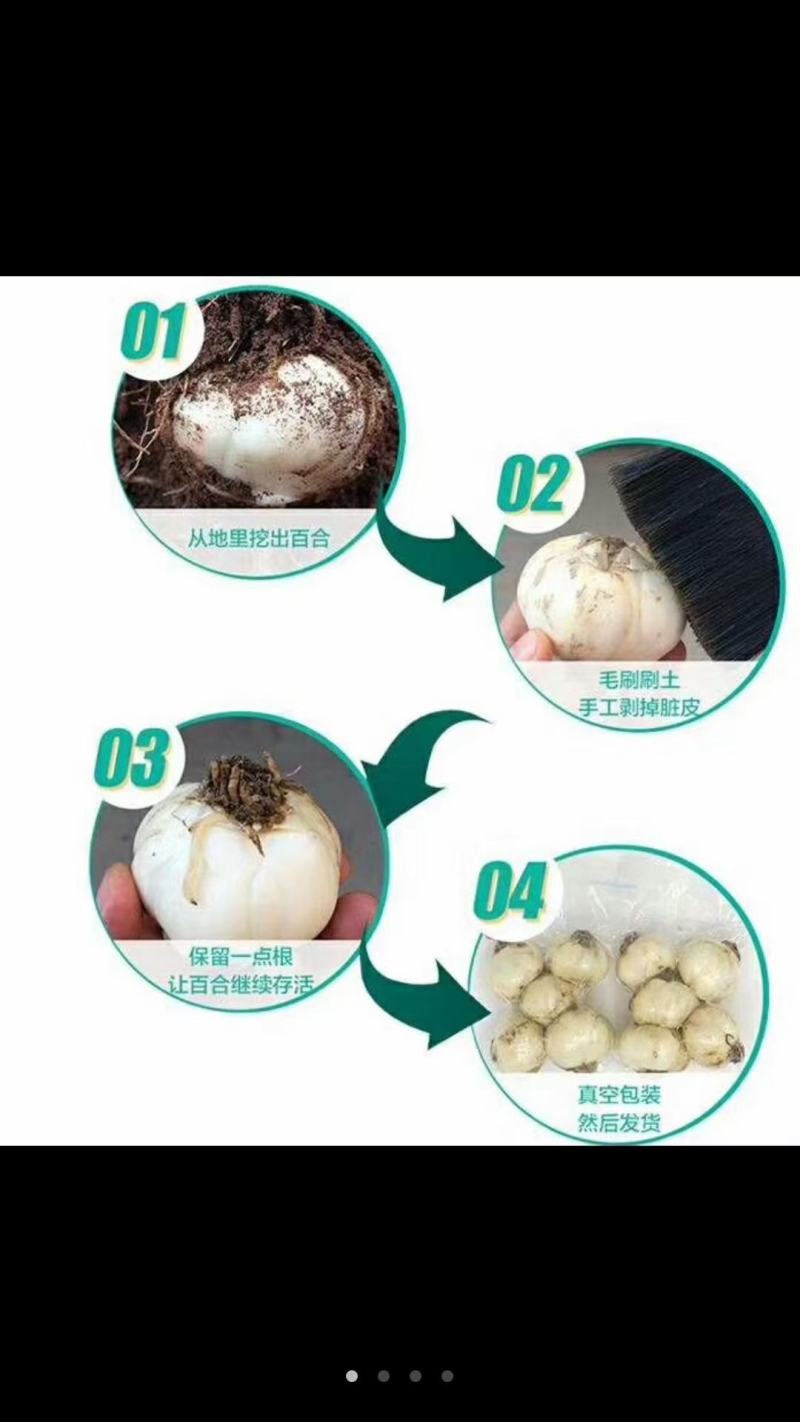 兰州市七里河区百合食用甜鲜百合大三头皇46包直销