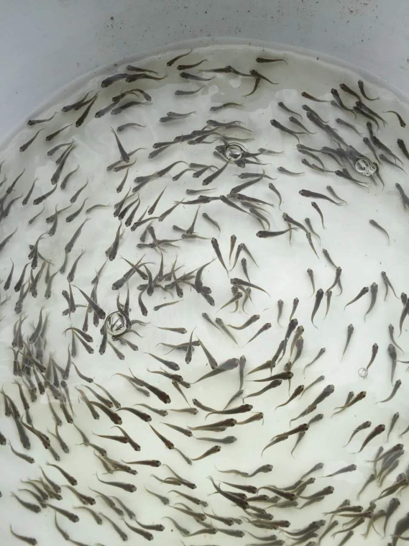 草鱼苗(洪湖本地孵化草鱼苗)优质健康，生长快