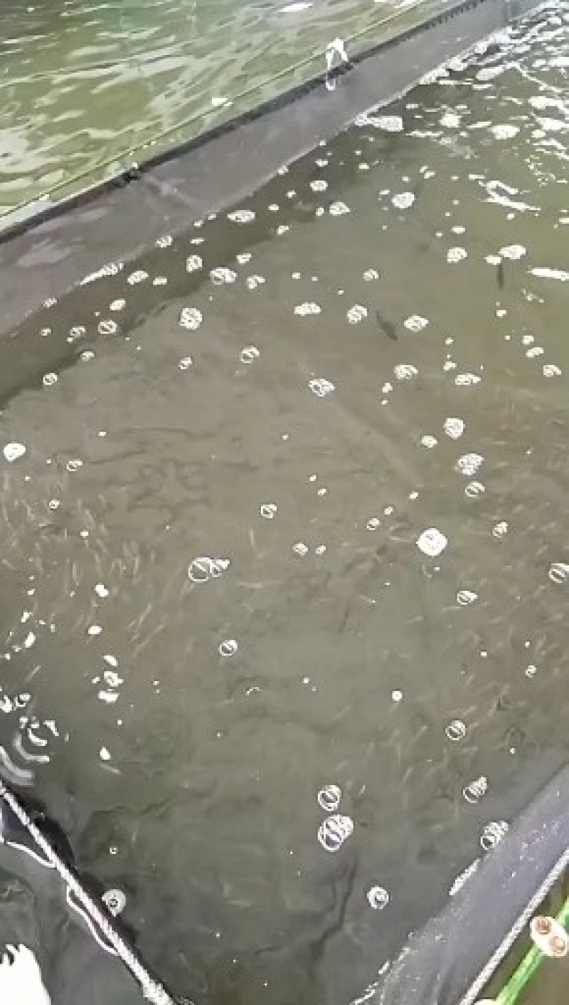 草鱼苗(洪湖本地孵化草鱼苗)优质健康，生长快