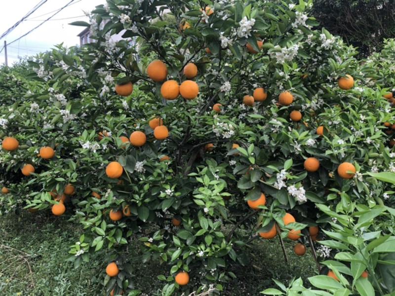 广西桂林高山夏橙，鲜美多汁，支持平台对接，整车供应链