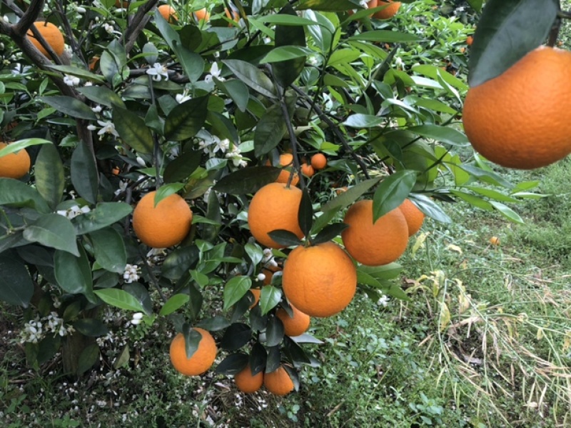 广西桂林高山夏橙，鲜美多汁，支持平台对接，整车供应链