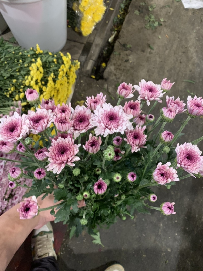 优质广州本地小菊花多混色全国供应价格优惠