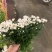 优质广州本地小菊花多混色全国供应价格优惠