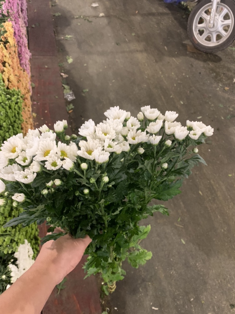 优质广州本地小菊花多混色全国供应价格优惠