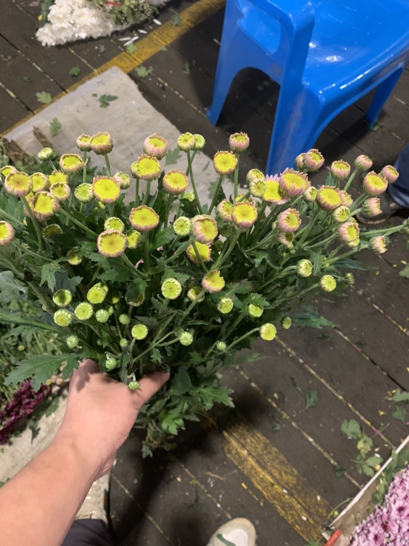 优质广州本地小菊花多混色全国供应价格优惠
