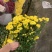 优质广州本地小菊花多混色全国供应价格优惠
