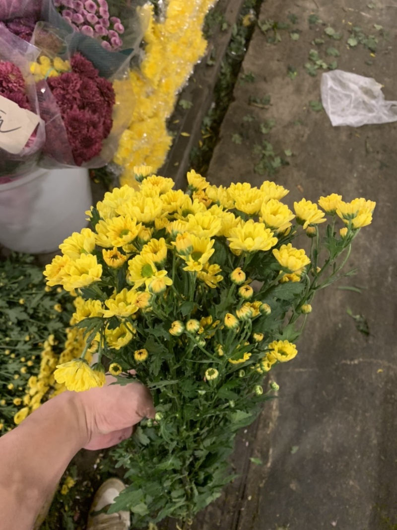 优质广州本地小菊花多混色全国供应价格优惠