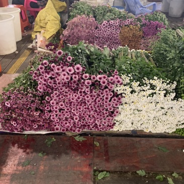 优质广州本地小菊花多混色全国供应价格优惠