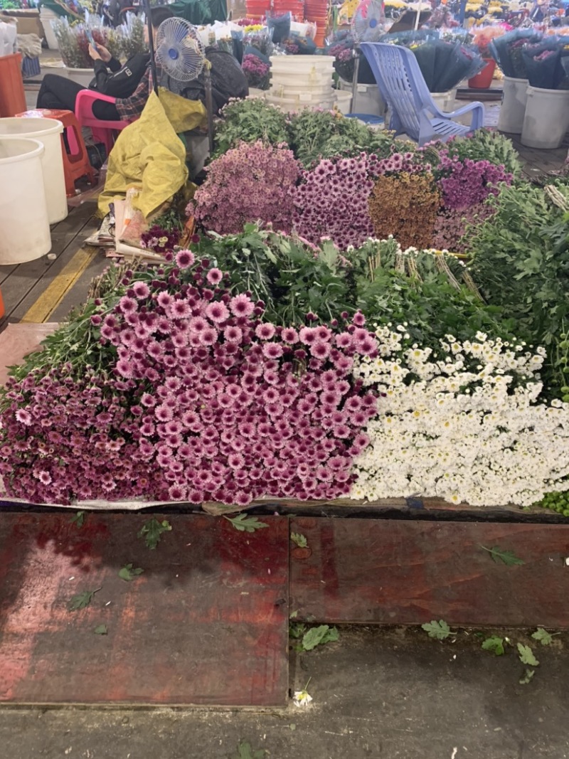 优质广州本地小菊花多混色全国供应价格优惠