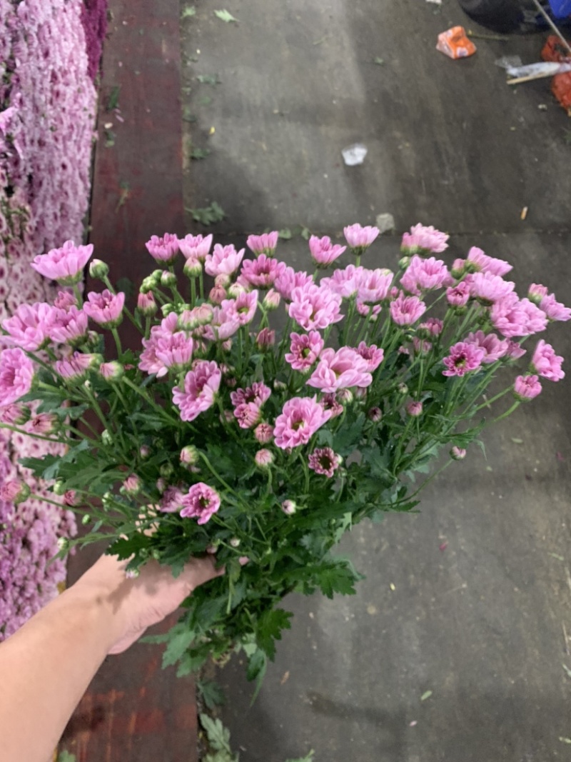 优质广州本地小菊花多混色全国供应价格优惠