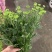 优质广州本地小菊花多混色全国供应价格优惠
