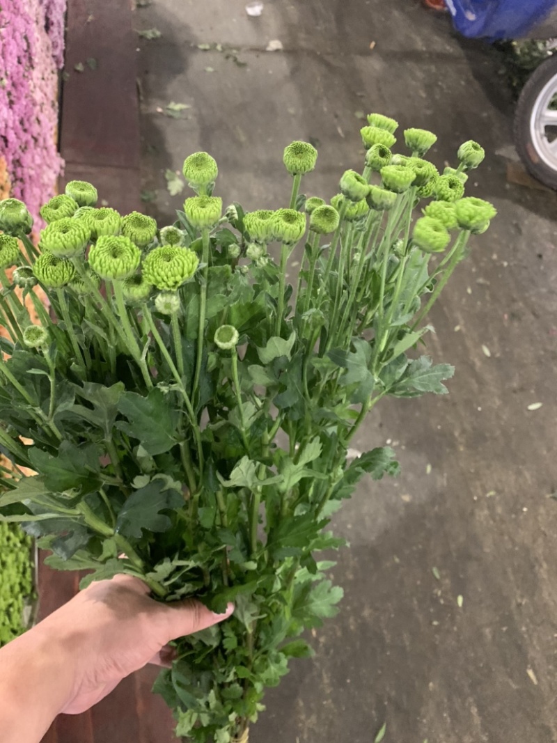 优质广州本地小菊花多混色全国供应价格优惠
