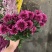 优质广州本地小菊花多混色全国供应价格优惠