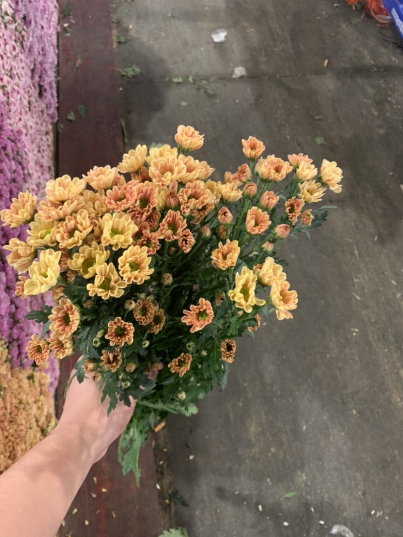 优质广州本地小菊花多混色全国供应价格优惠