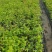 平阴食用玫四季玫瑰苗平阴基地供应营养钵苗16.18营养钵