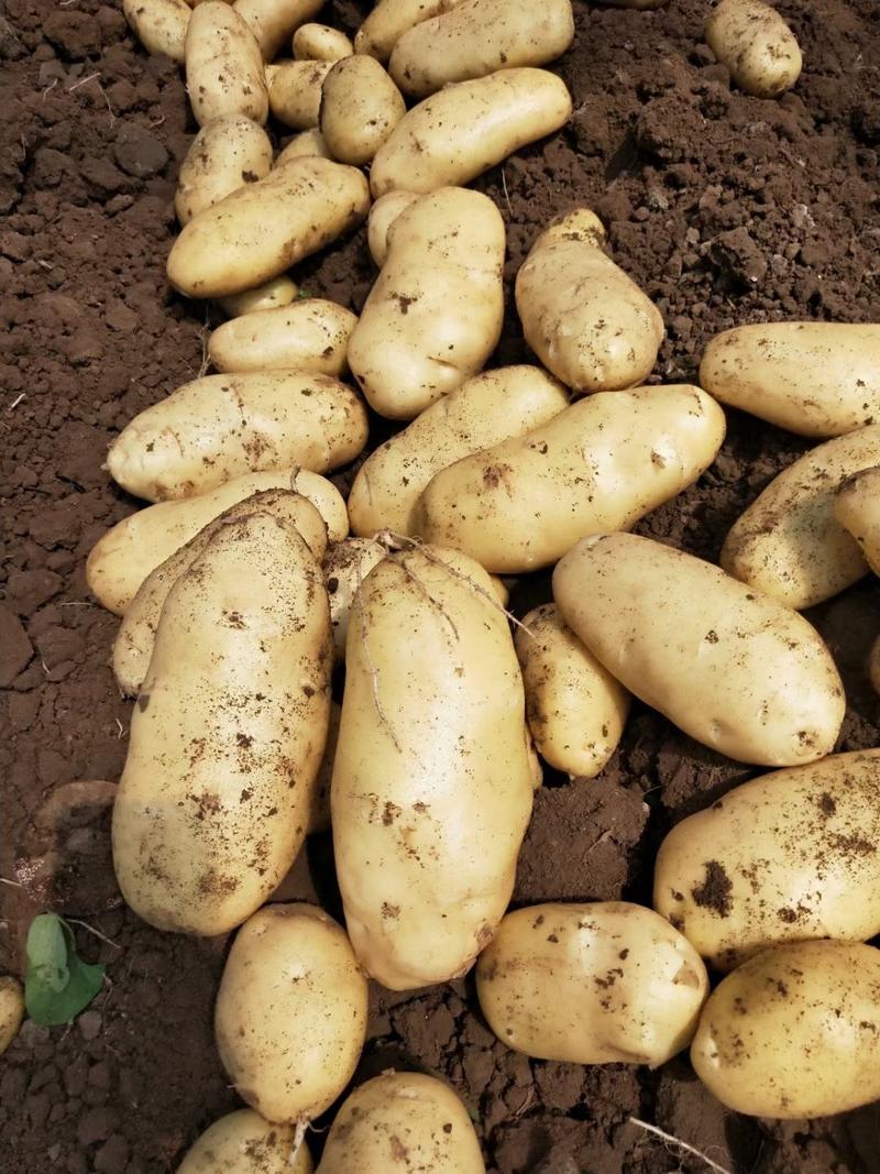 泗水县荷兰土豆大量上市，土豆质量好，个头大，色着亮