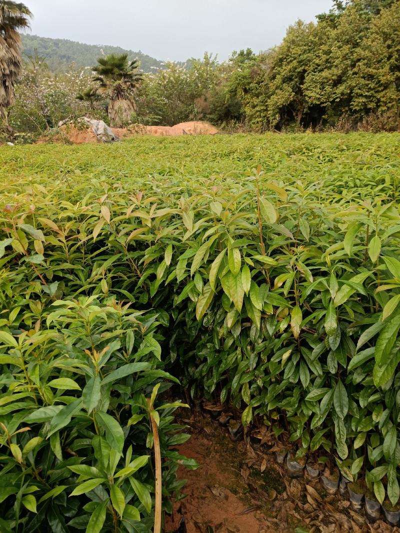 自家苗圃大量供应木荷杯苗木荷是造林防火专用木荷