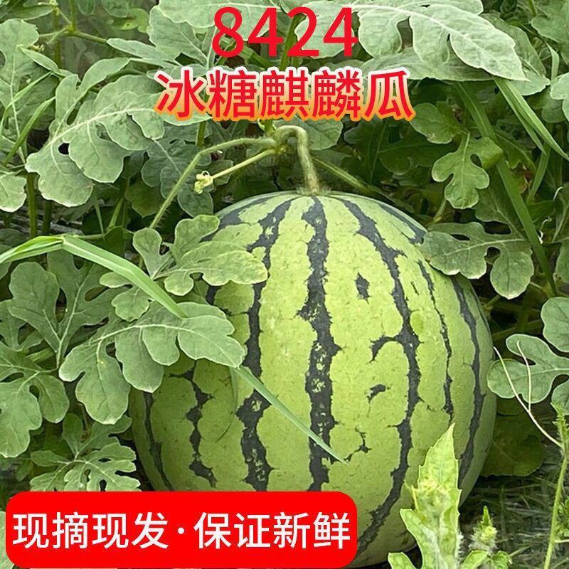 安徽8424麒麟西瓜万亩大棚种植代发全国市场