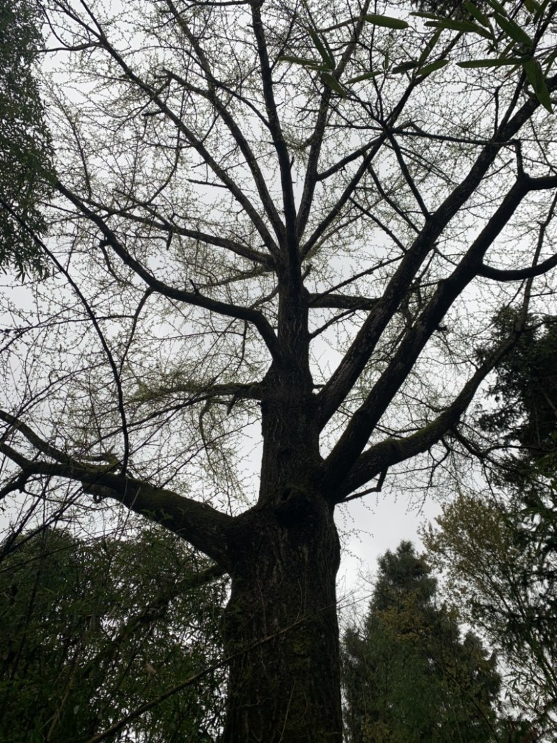 巨型树，百年老树，珍贵品种