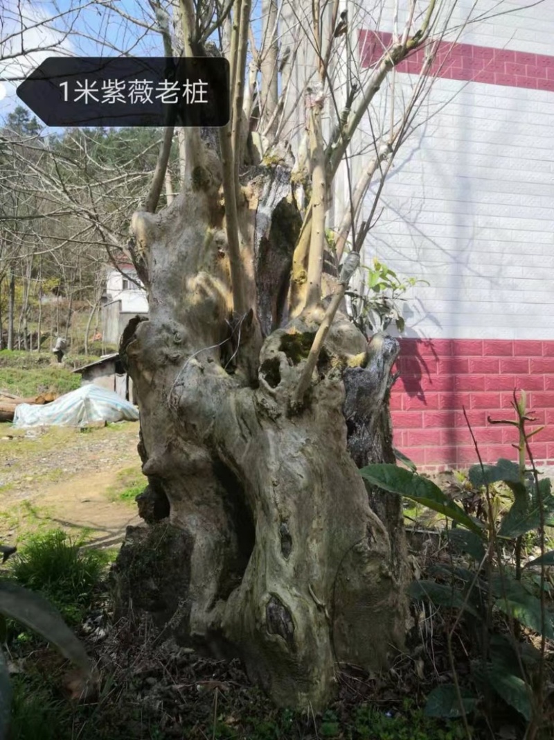 巨型树，百年老树，珍贵品种