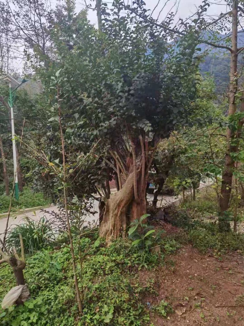 巨型树，百年老树，珍贵品种