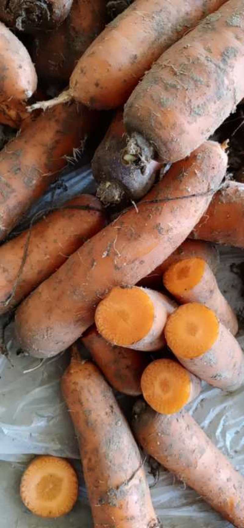 胡萝卜冷库胡萝卜。大量供应，冷库货。北京包。市场，电商都