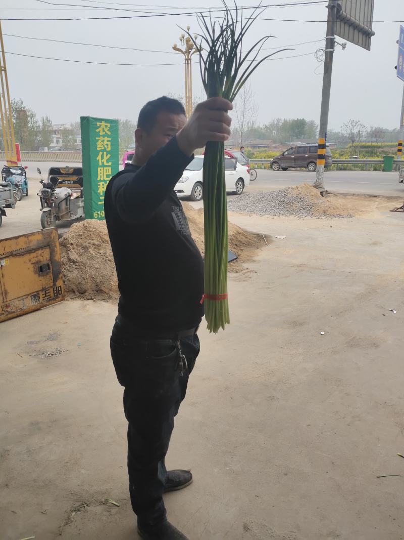 红帽蒜薹，以大量上市，可视频看货，可发货