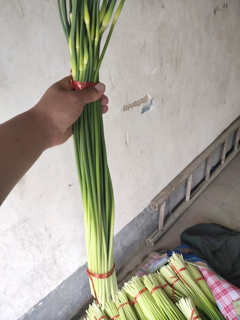 红帽蒜薹，以大量上市，可视频看货，可发货