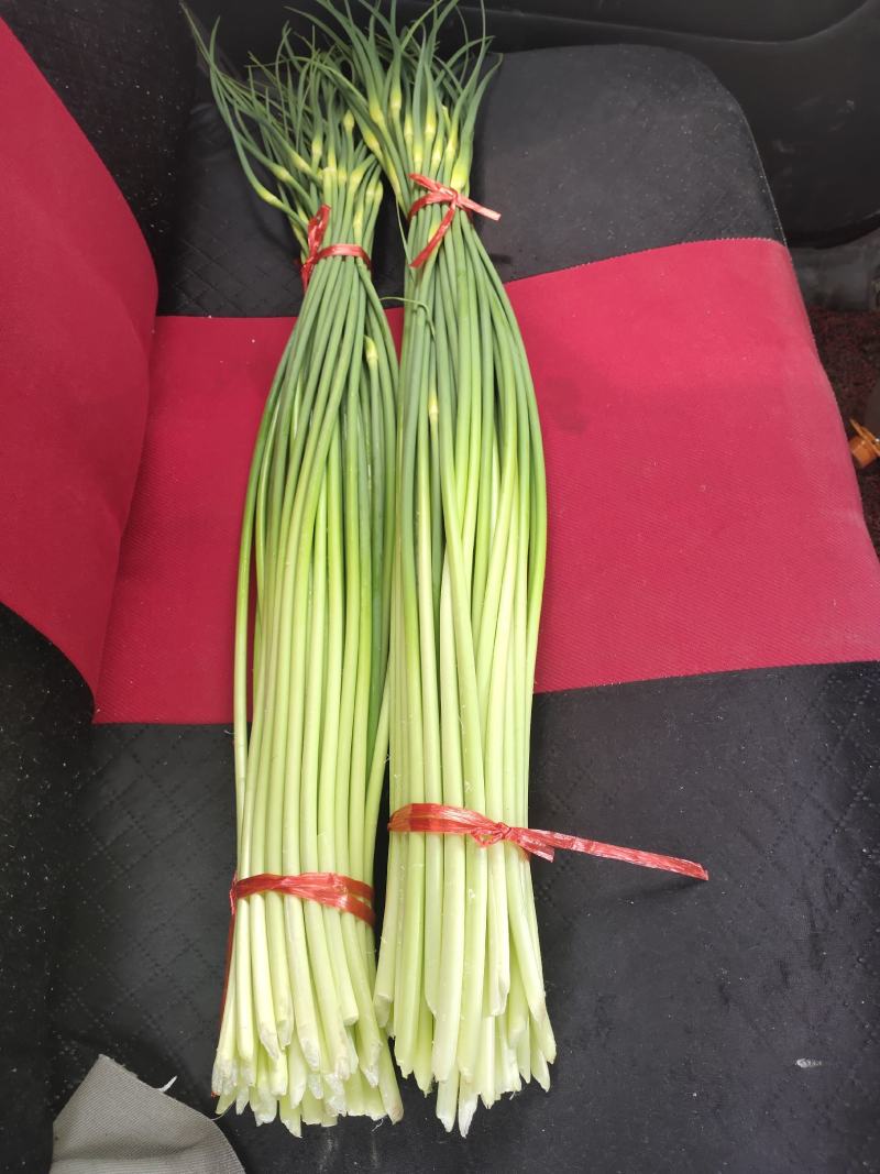 红帽蒜薹，以大量上市，可视频看货，可发货